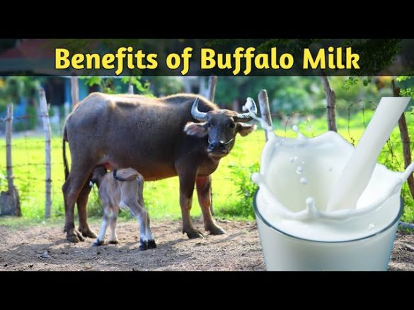 Benefits of buffalo milk